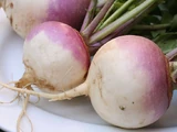 Turnip