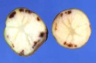 Potato Fusarium Wilt Tubers
