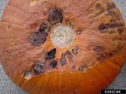 Pumpkin Brown Spot Alternaria alternata
