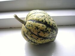 Squash Harlequin