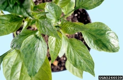 tobacco etch virus Tobacco etch virus | WikiGardener