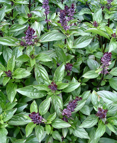 Cinnamon basil WikiGardener Fandom