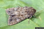 Cabbage Moth