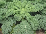 Kale