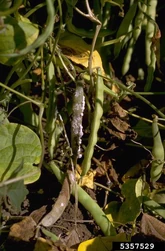 Sclerotinia rot