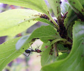 An ant cultivating black aphids