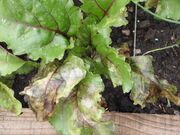 Beetroot Overwatered