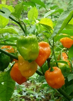 Chilli Habanero chichen itza