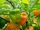 Capsicum chinense 'Chichen itza'