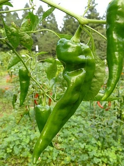 Chilli Krimzon lee