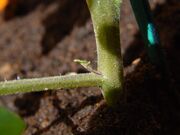 Tomato Shoot