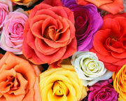 Flowers-wallpapers-love-blooms-roses-bunch-of-flowers