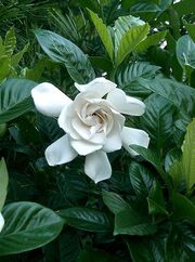 Gardenia jasminoides cv1