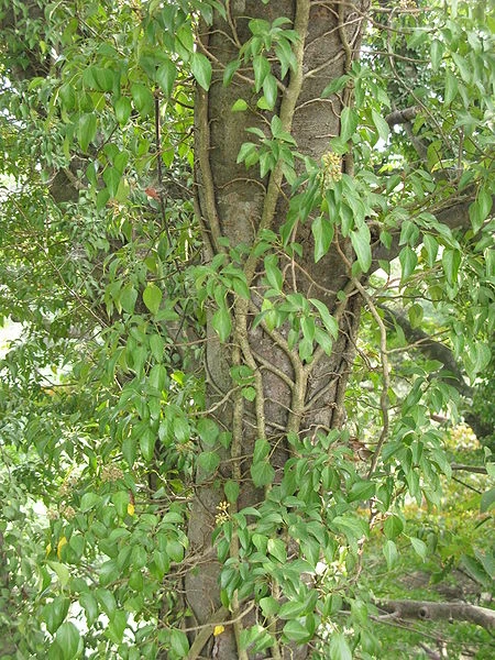 australischer gummibaum Gummibaum Ficus Elastica Robusta Zimmerpflanze Ø40cm ↕170cm main image 0