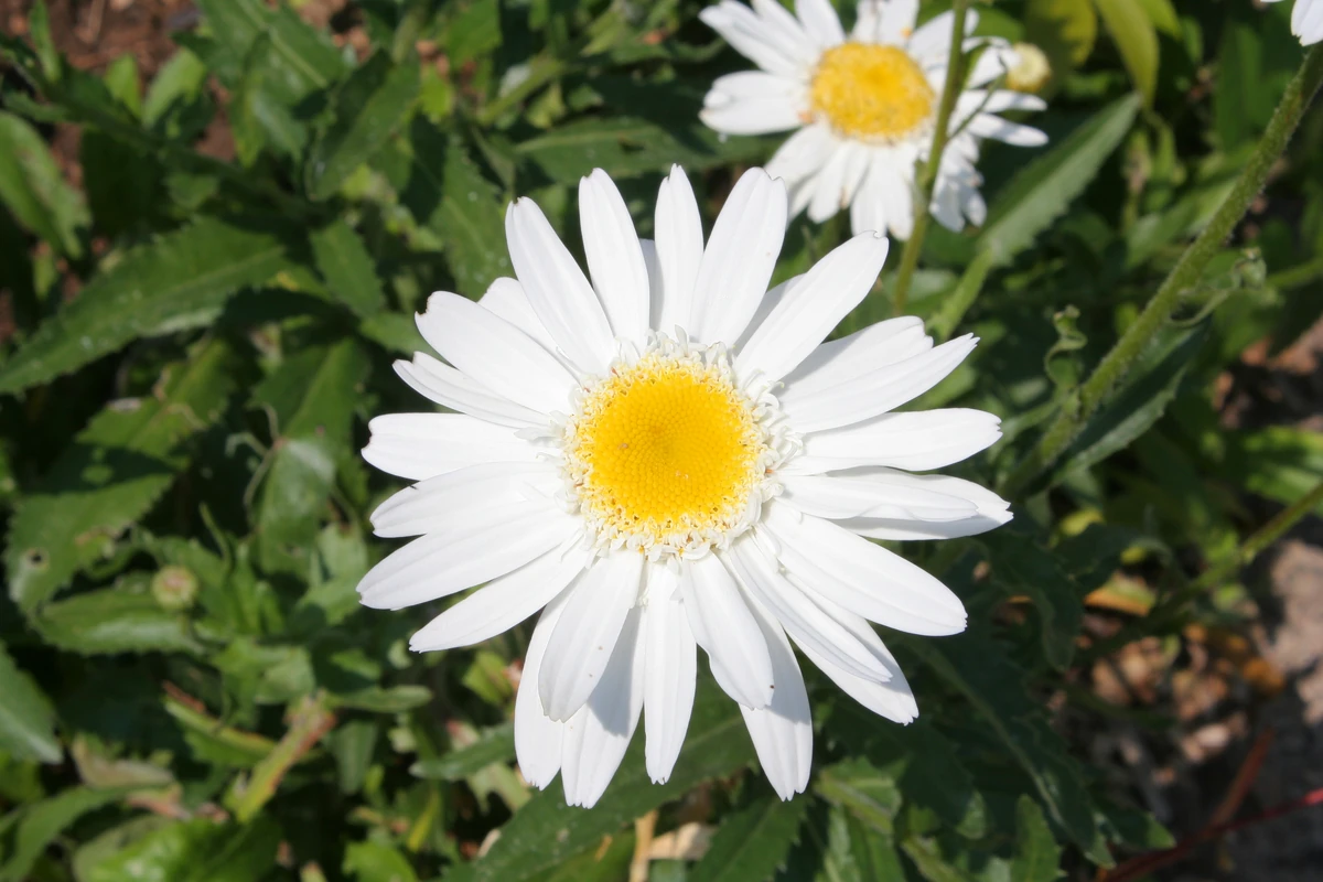 Chrysanthemum maximum Gardening Wiki Fandom