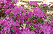 Encoreazalea.jpg