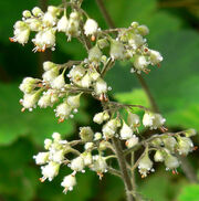 Heuchera maxima 4