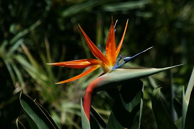 Bird of Paradise | Gardening Wiki | Fandom