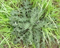 Bull thistle.jpg