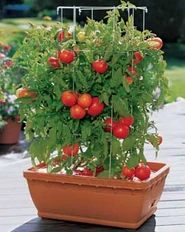 Types of Gardening