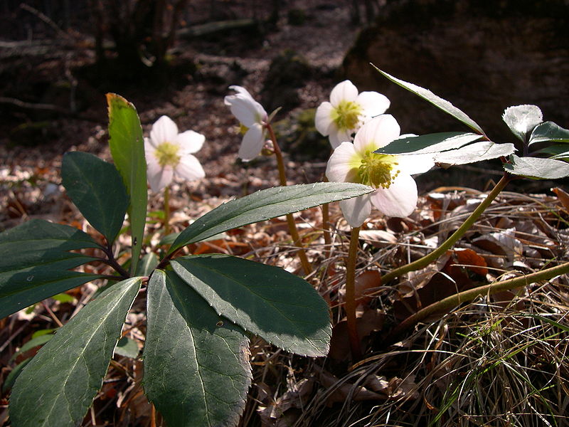 How should hellebore feel. Смотреть фото How should hellebore feel. Смотреть картинку How should hellebore feel. Картинка про How should hellebore feel. Фото How should hellebore feel