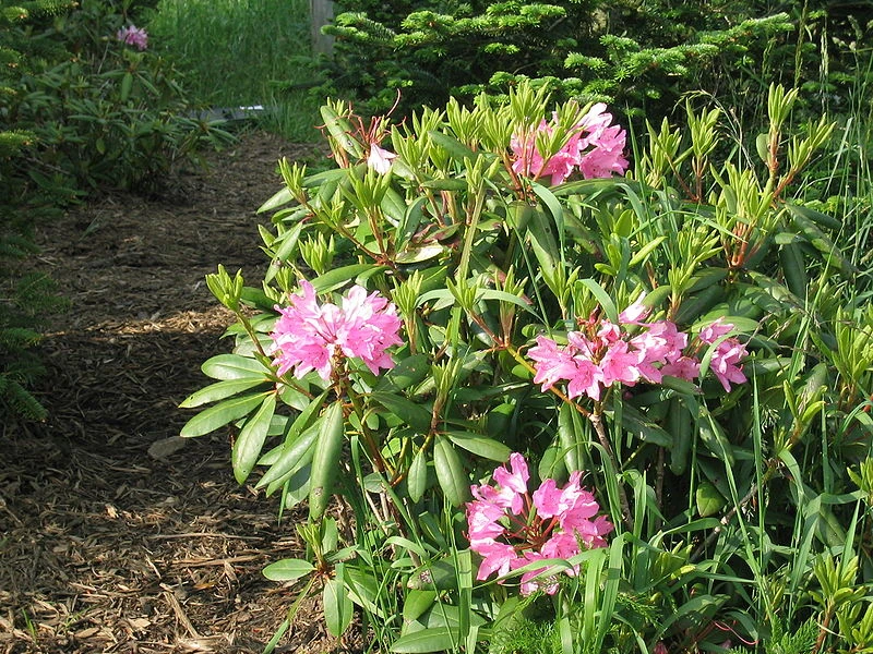 Rhododendron catawbiense | Gardening Wiki | Fandom
