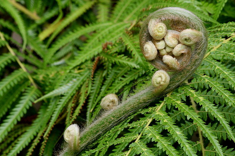 Fern, Wiki