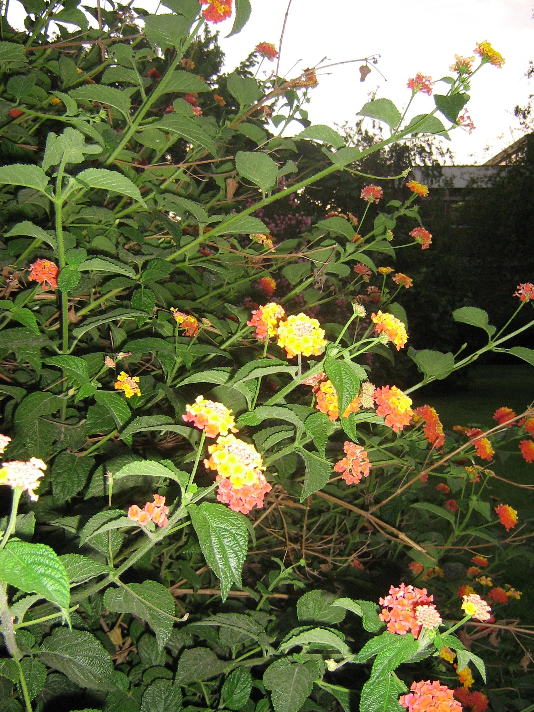 Lantana Camara Gardening Wiki Fandom Lantana Camara Gardening Wiki Fandom