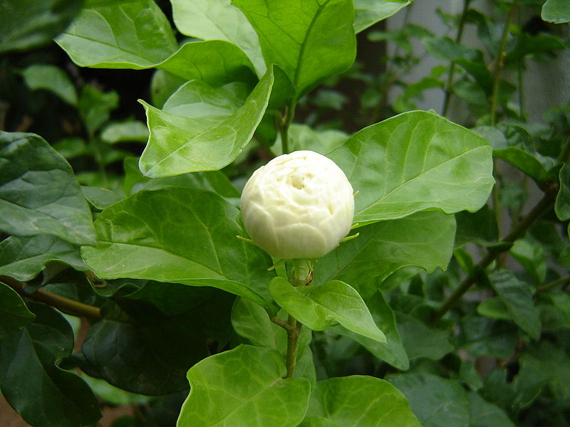 Jasminum polyanthum - Wikipedia