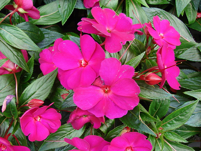 Как выглядит бальзамин цветок фото комнатный Impatiens hawkeri Gardening Wiki Fandom