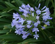 756px-Agapanthus Postbloom