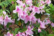 Georgetaborazalea