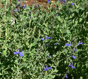 Salvia chamaedryoides 3