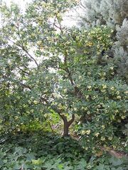 Arbutus unedo - tree