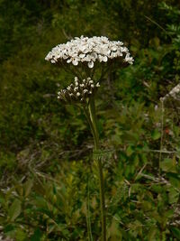 Achillea millefolium 15469