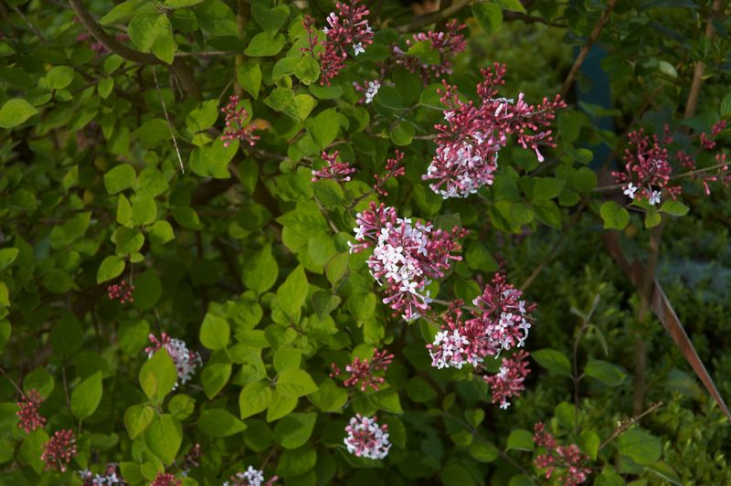 Littleleaf Lilac