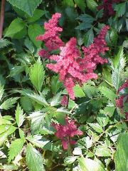 Astilbe arendsii1