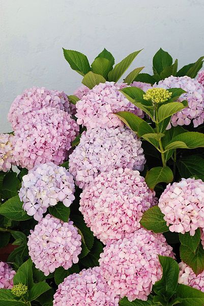 Hydrangea | Gardening Wiki | Fandom