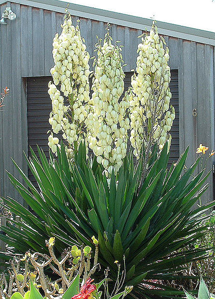 Yucca | Gardening Wiki | Fandom