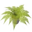Fern in a White Pot (58 KB) Fern in a White Pot