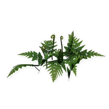 Fern, Wiki