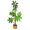 Potted Aralia.png