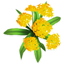 Yellow Hydrangea