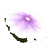 Purple Flower Glider (28 KB) Purple Flower Glider
