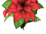 Poinsettia