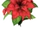 Poinsettia