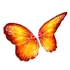 Fire Butterfly Wings