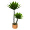 Potted Yucca.png