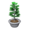 Birch Bonsai Tree.png