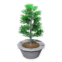 Birch Bonsai Tree | Garden Paws Wiki | Fandom